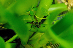 Polistes cinerascens