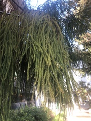 Dacrydium