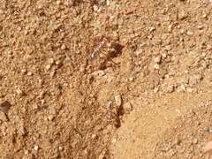 Cataglyphis bombycina