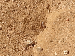 Cataglyphis bombycina