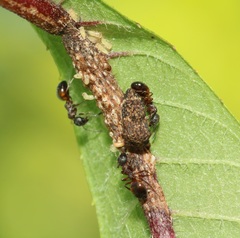 Dolichoderus plagiatus