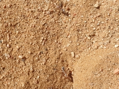 Cataglyphis bombycina