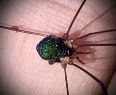 Leiobunum viridorsum