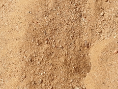 Cataglyphis bombycina