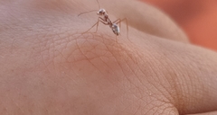 Cataglyphis bombycina