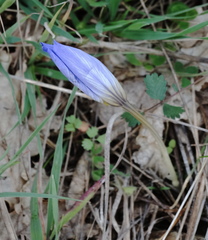 Crocus cancellatus
