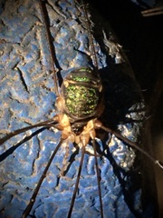 Leiobunum viridorsum