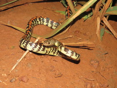 Siphlophis cervinus