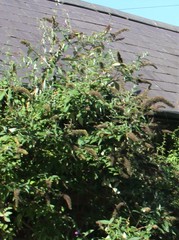 Buddleja davidii