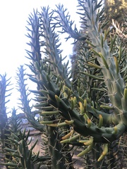 Austrocylindropuntia