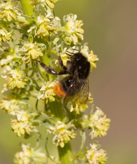 Bombus lapidarius
