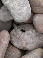 Gryllus