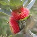 Eucalyptus macrocarpa macrocarpa - Photo (c) Melburnian, μερικά δικαιώματα διατηρούνται (CC BY-SA)