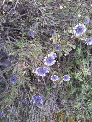Globularia alypum