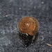 Pseudotrichia rubiginosa - Photo (c) mgreilhuber, algunos derechos reservados (CC BY-NC), subido por mgreilhuber