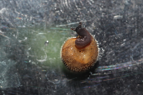 German hairy snail