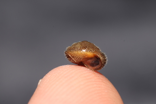 German hairy snail