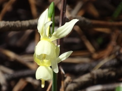 Narcissus triandrus pallidulus