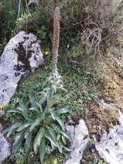 Digitalis parviflora