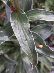 Digitalis parviflora