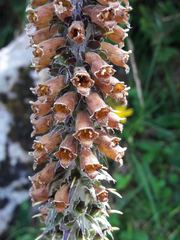 Digitalis parviflora