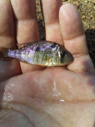 Stripefin eartheater (Gymnogeophagus rhabdotus) — Cichlidae — 4