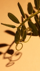 Vicia lutea lutea