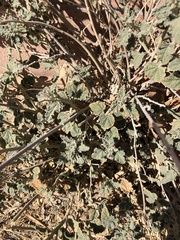 Sphaeralcea