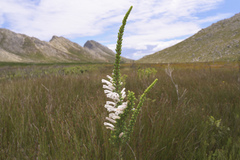 Erica perspicua perspicua