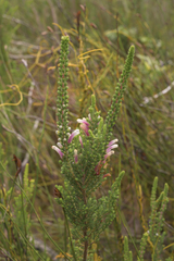 Erica perspicua perspicua