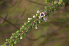 Erica perspicua perspicua