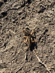 Gryllotalpa septemdecimchromosomica