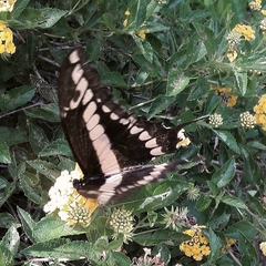 Heraclides thoas brasiliensis