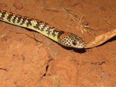 Siphlophis cervinus