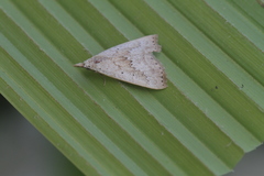 Hyamia palpitatalis