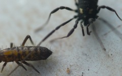 Nemastoma bimaculatum