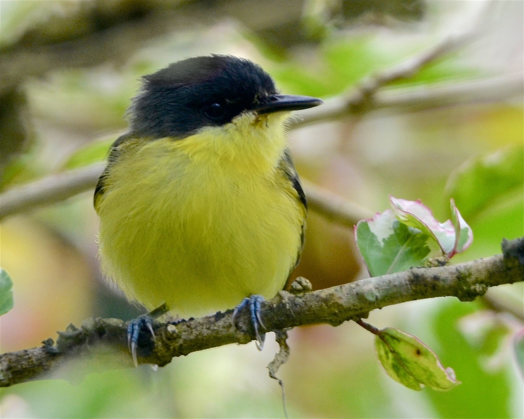 Todirostrum Tody-Flycatchers