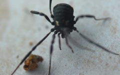 Nemastoma bimaculatum