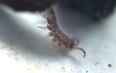 Oniscus asellus