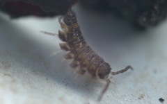 Oniscus asellus