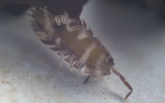 Oniscus asellus