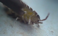 Oniscus asellus