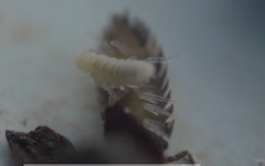 Oniscus asellus