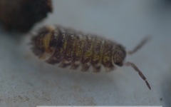 Oniscus asellus
