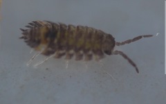 Oniscus asellus