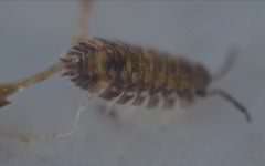 Oniscus asellus