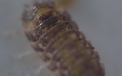 Oniscus asellus