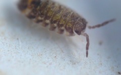 Oniscus asellus