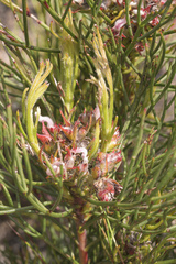 Serruria rubricaulis