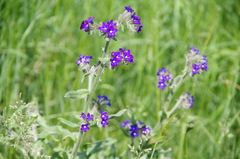 Anchusa officinalis
